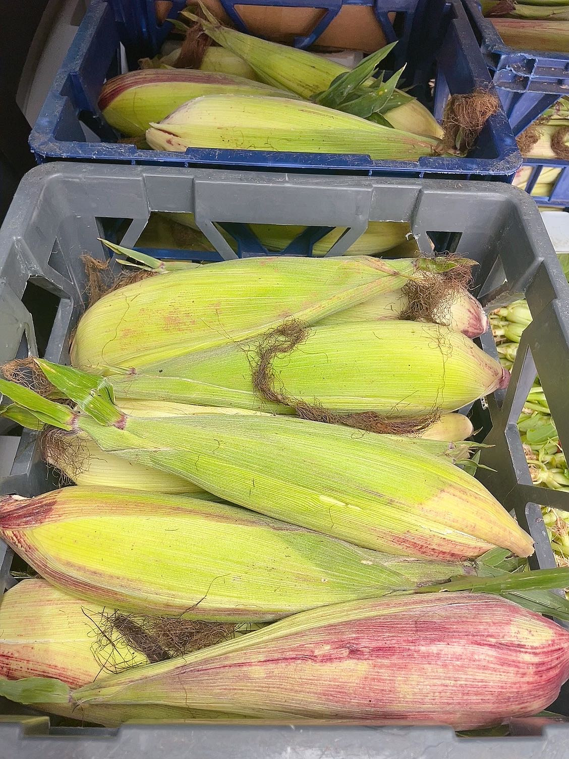 [Fresh]-Purple-Glutinous-Corn---Single-Cob-1