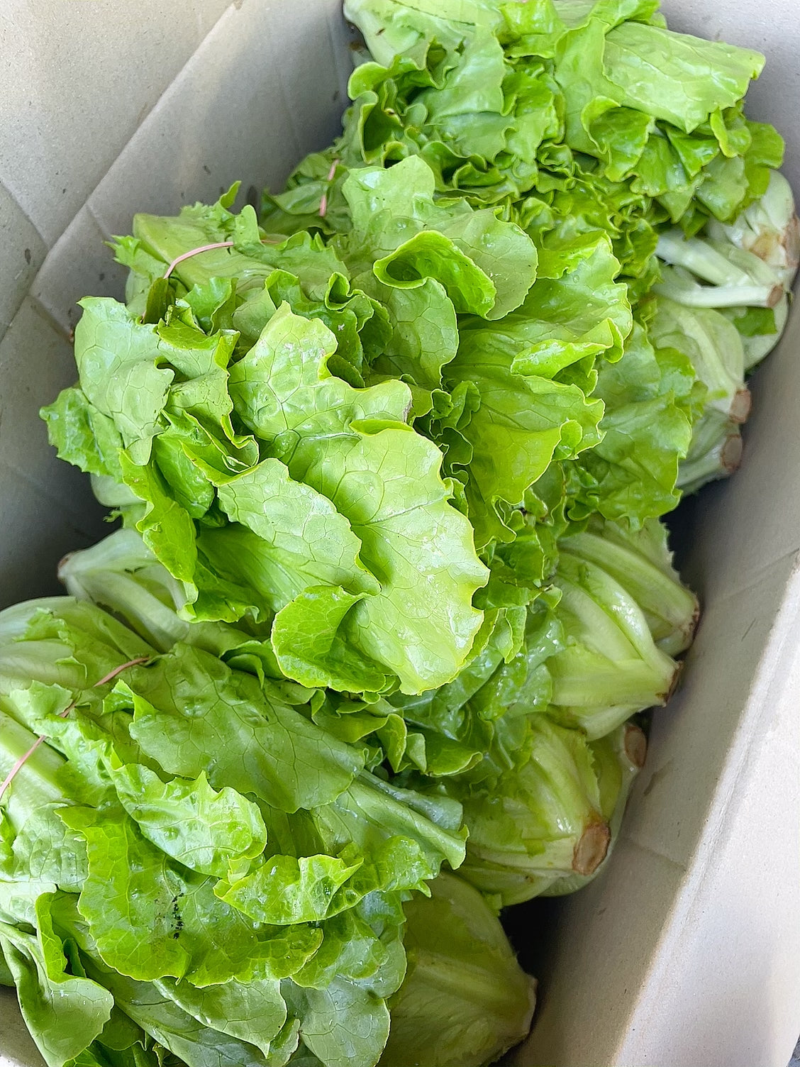 Fresh-Chinese-Lettuce---1-Bundle-1