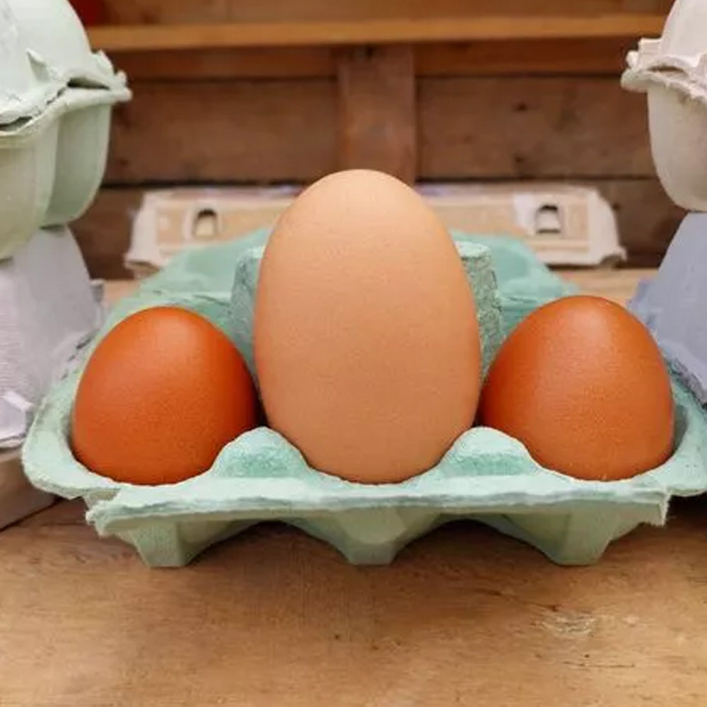 [Fresh]-Wonderwander-Forest-Raised-Extra-Large-Eggs,-12pcs,-approx.-900g-1