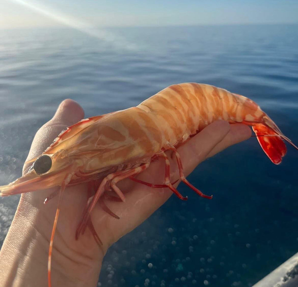 Skull-Island-Wild-Caught-Extra-Large-Tiger-Prawns-U6/8---3kg-1