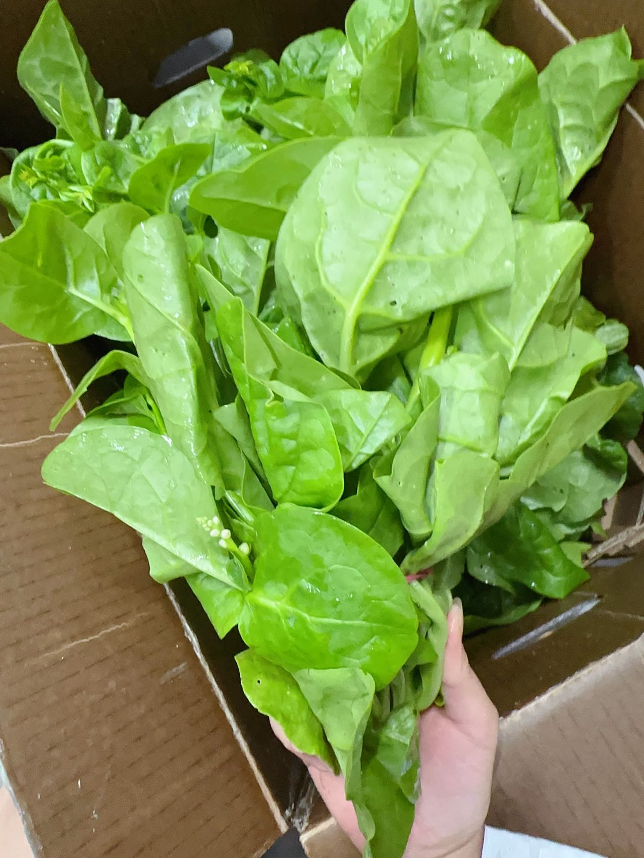 Fresh-Malabar-Spinach---1-Bundle -1