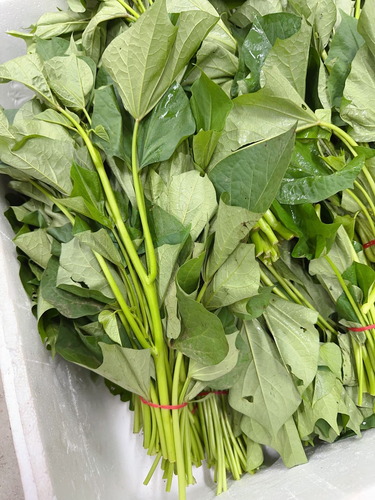 Fresh-Sweet-Potato-Leaves---1-Bundle -1