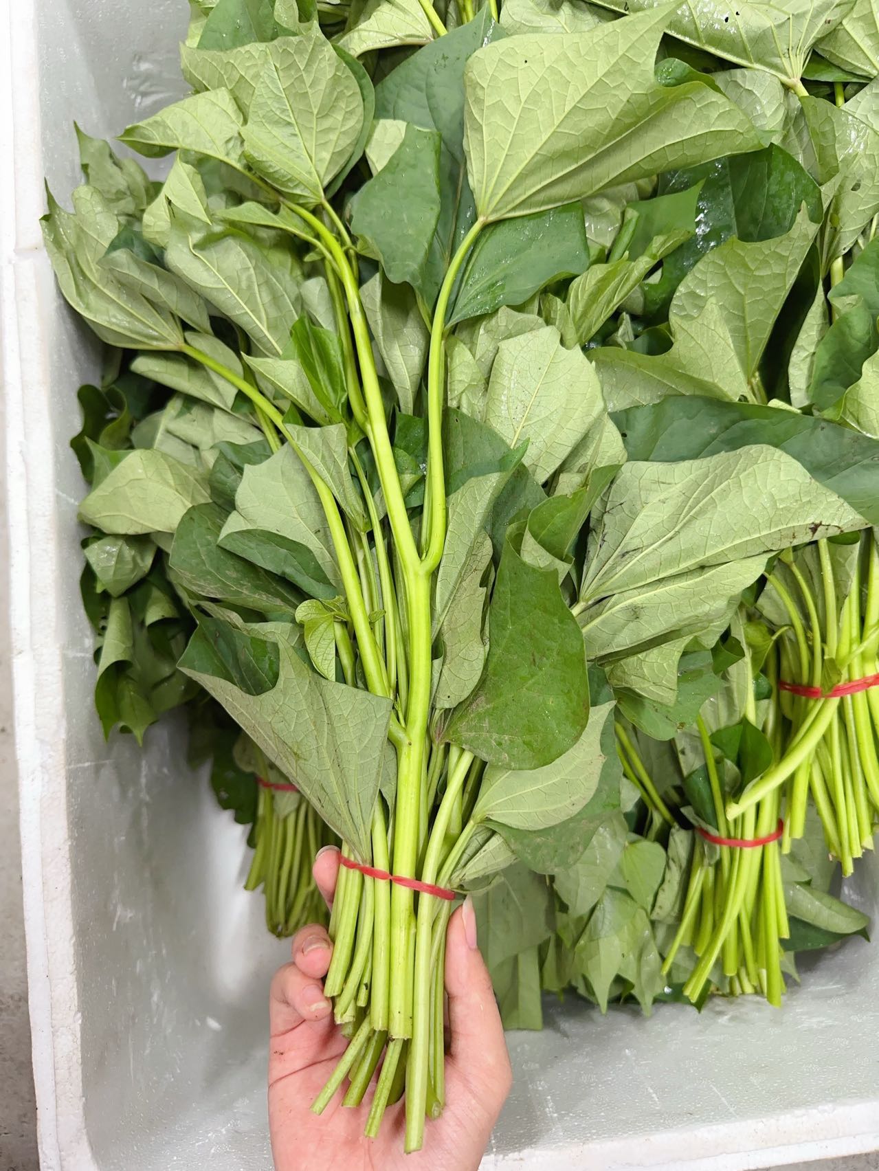 Fresh-Sweet-Potato-Leaves---1-Bundle -1