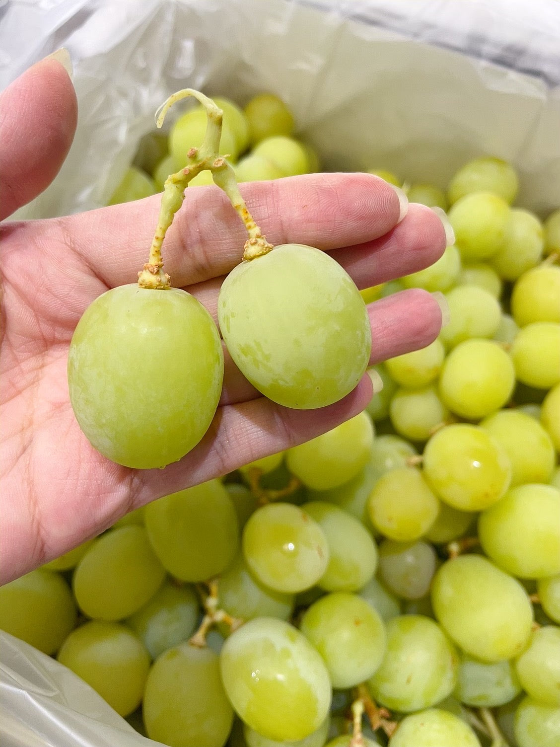 Kyoho-King-Shine-Muscat-Grapes---Seedless,-No-Need-to-Peel---Box-of-4.5kg -1