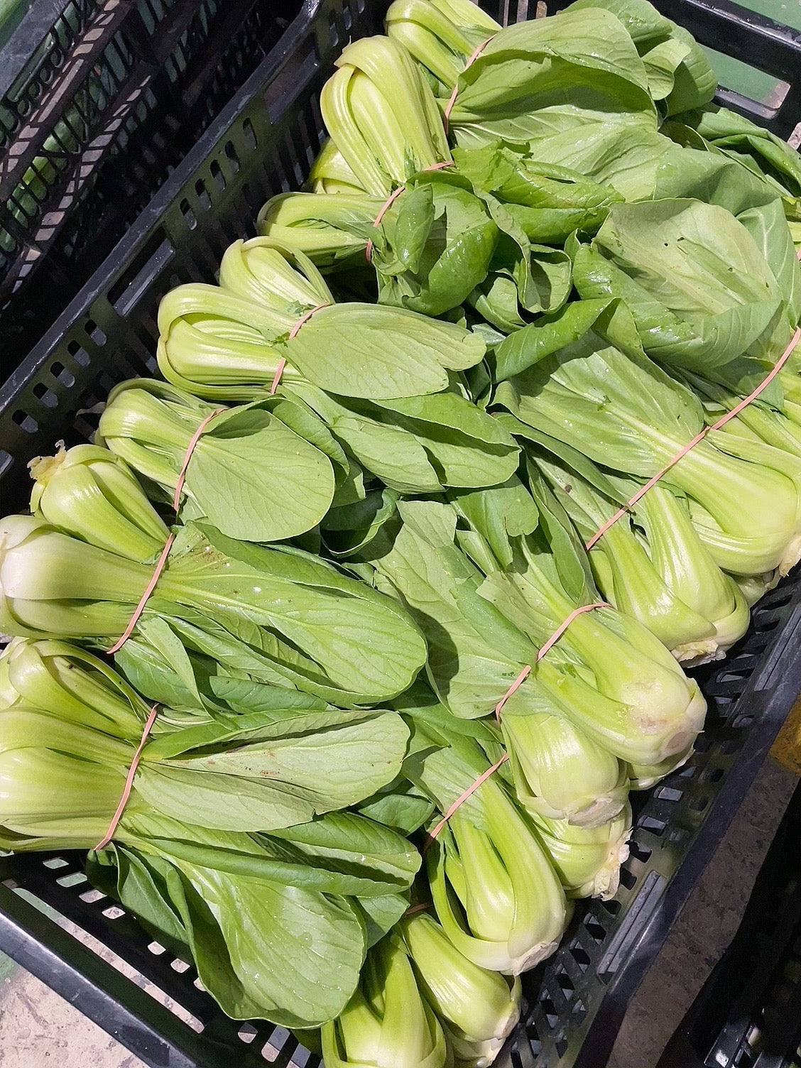 Farm-Fresh-Shanghai-Bok-Choy---2-Bunches -1