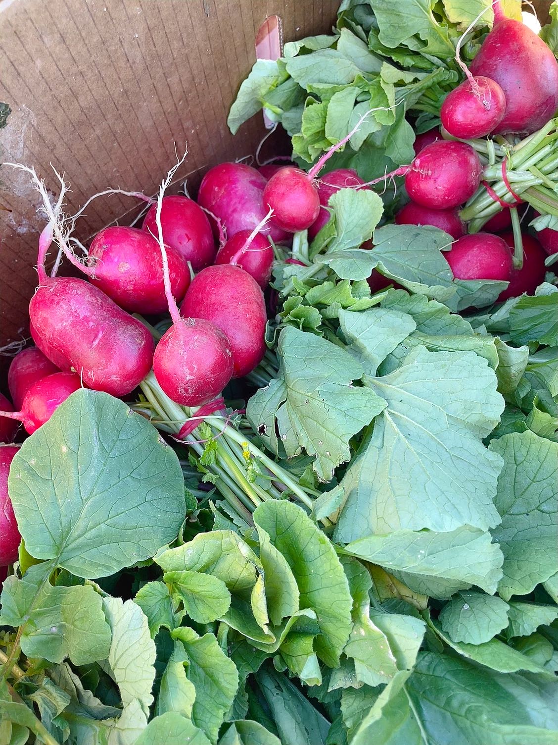 Fresh-Radishes---1-Bunch-1