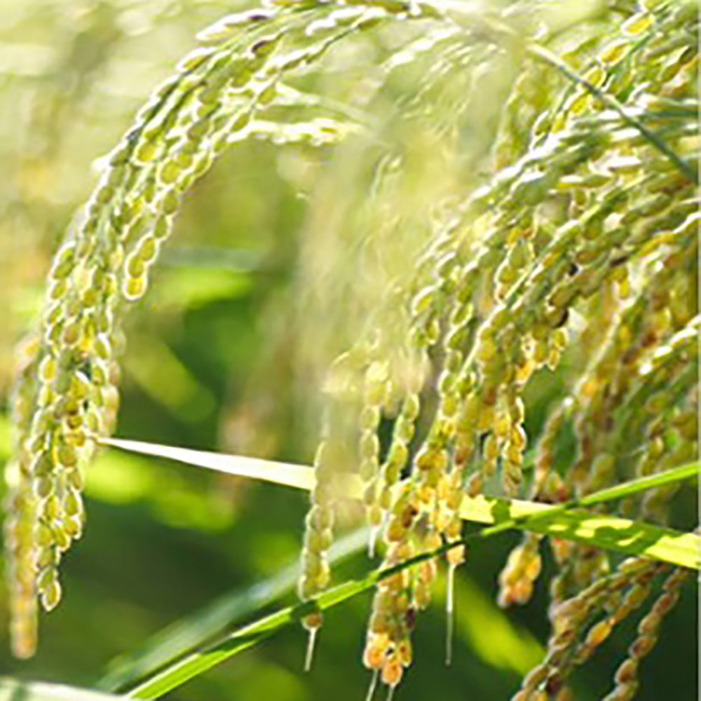 Niigata-Koshihikari-Rice---5kg-1