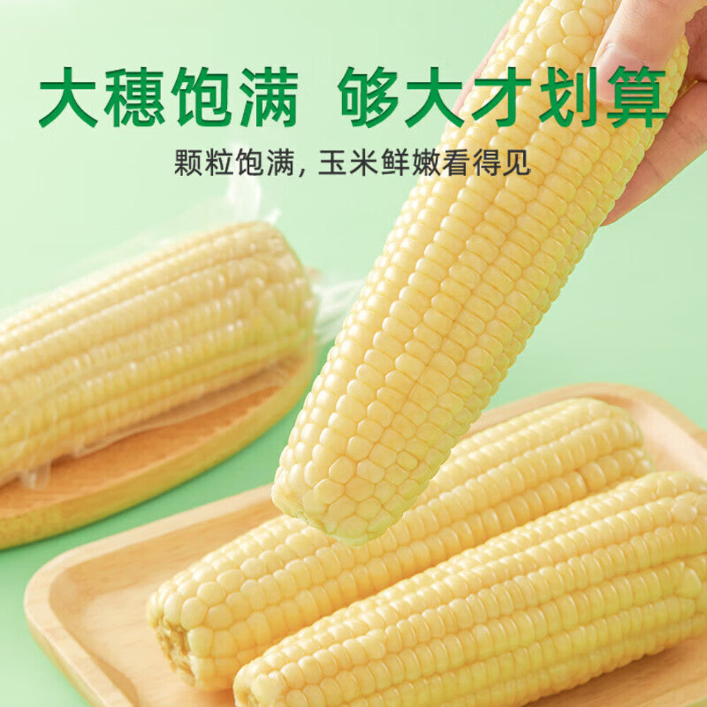 ShiYueDaoTian White Glutinous Corn - 2.08kg-1