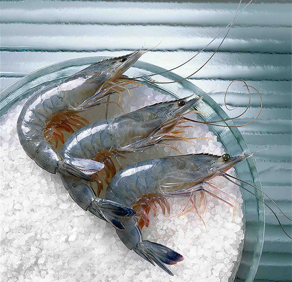 Cristal-Blue-Frozen-Paradise-Shrimp-Sashimi-Grade-Gift-Box---Size-31/40,-1kg-1