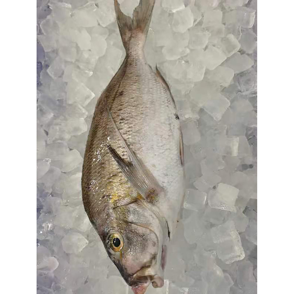 Fresh-Cheng-Kee-Deep-Sea-White-Three-Knife-Fish---650-700g -1