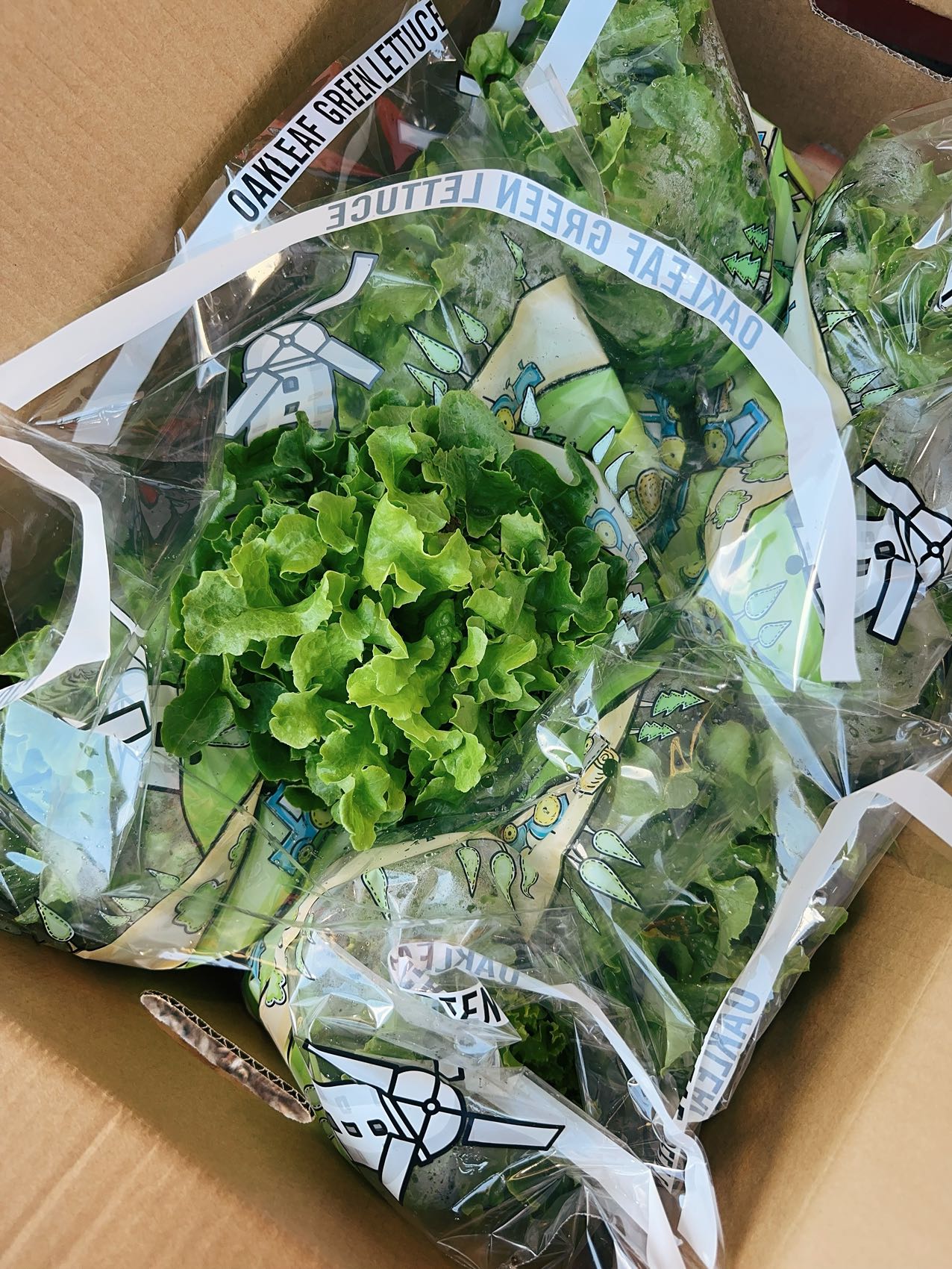 Oakleaf-Green-Lettuce---1-Pack-1