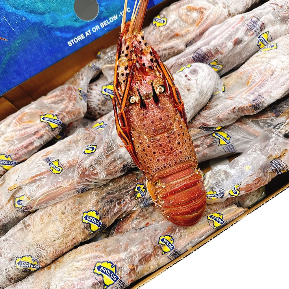 Brolos-Frozen-Whole-Western-Rock-Lobster---10kg-Box-(22-23-Pieces)-1