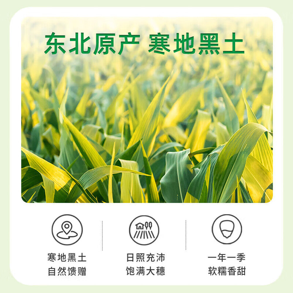 ShiYueDaoTian White Glutinous Corn - 2.08kg-1