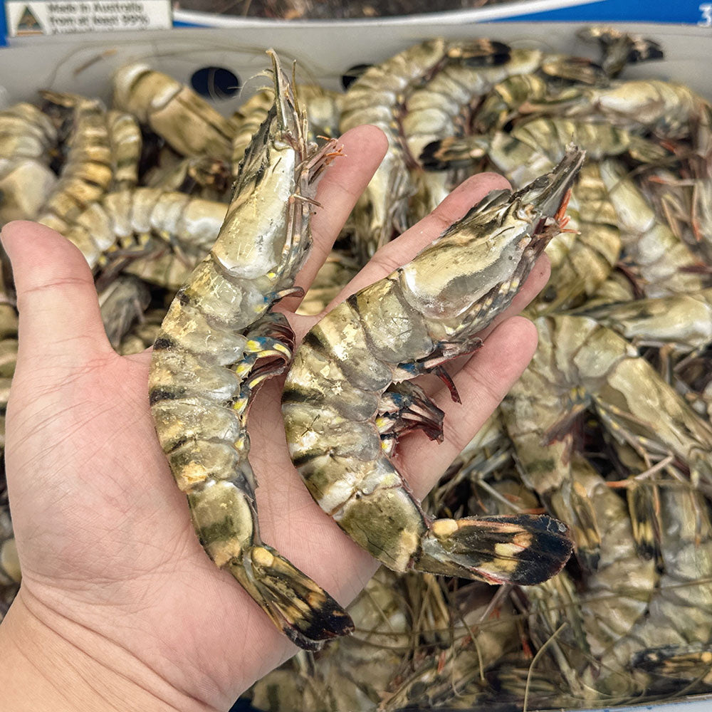 Tassal Frozen Australian Raw Black Tiger Prawns XL Size10/15 3kg