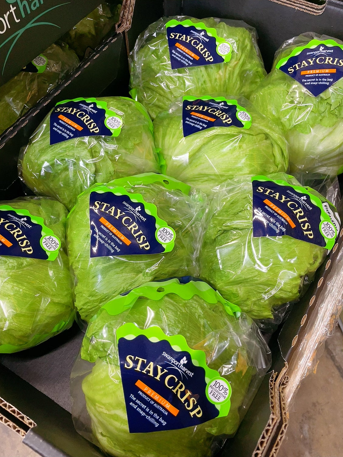 Swanport-Harvest-StayCrisp-Premium-Lettuce---1-Piece -1