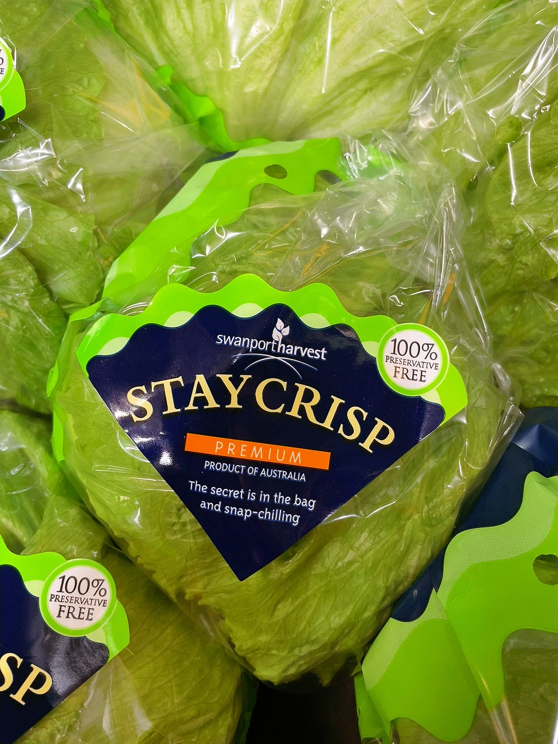 Swanport-Harvest-StayCrisp-Premium-Lettuce---1-Piece -1