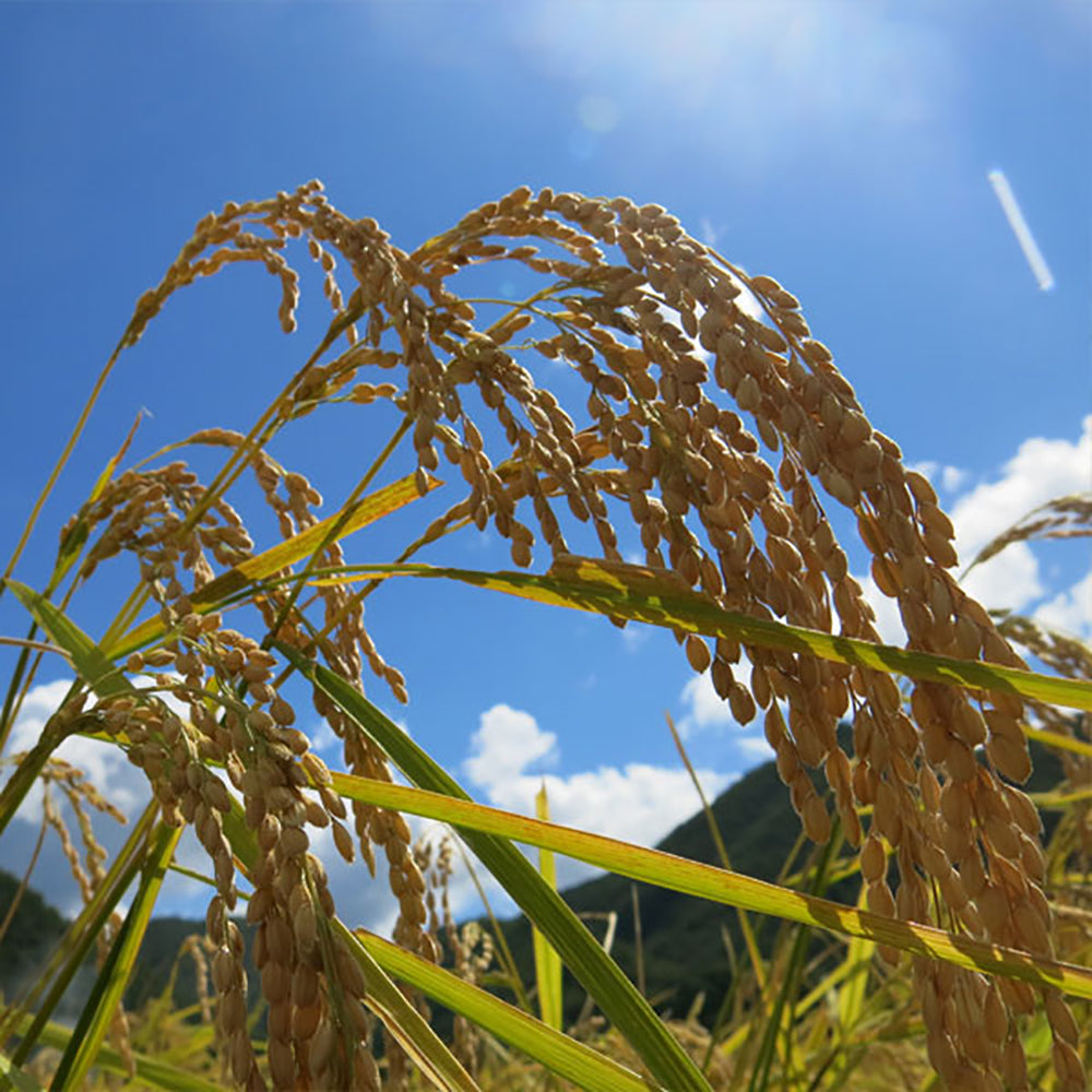 Shinmei-Specially-Cultivated-Rice-from-Miyagi-Prefecture---5kg-1