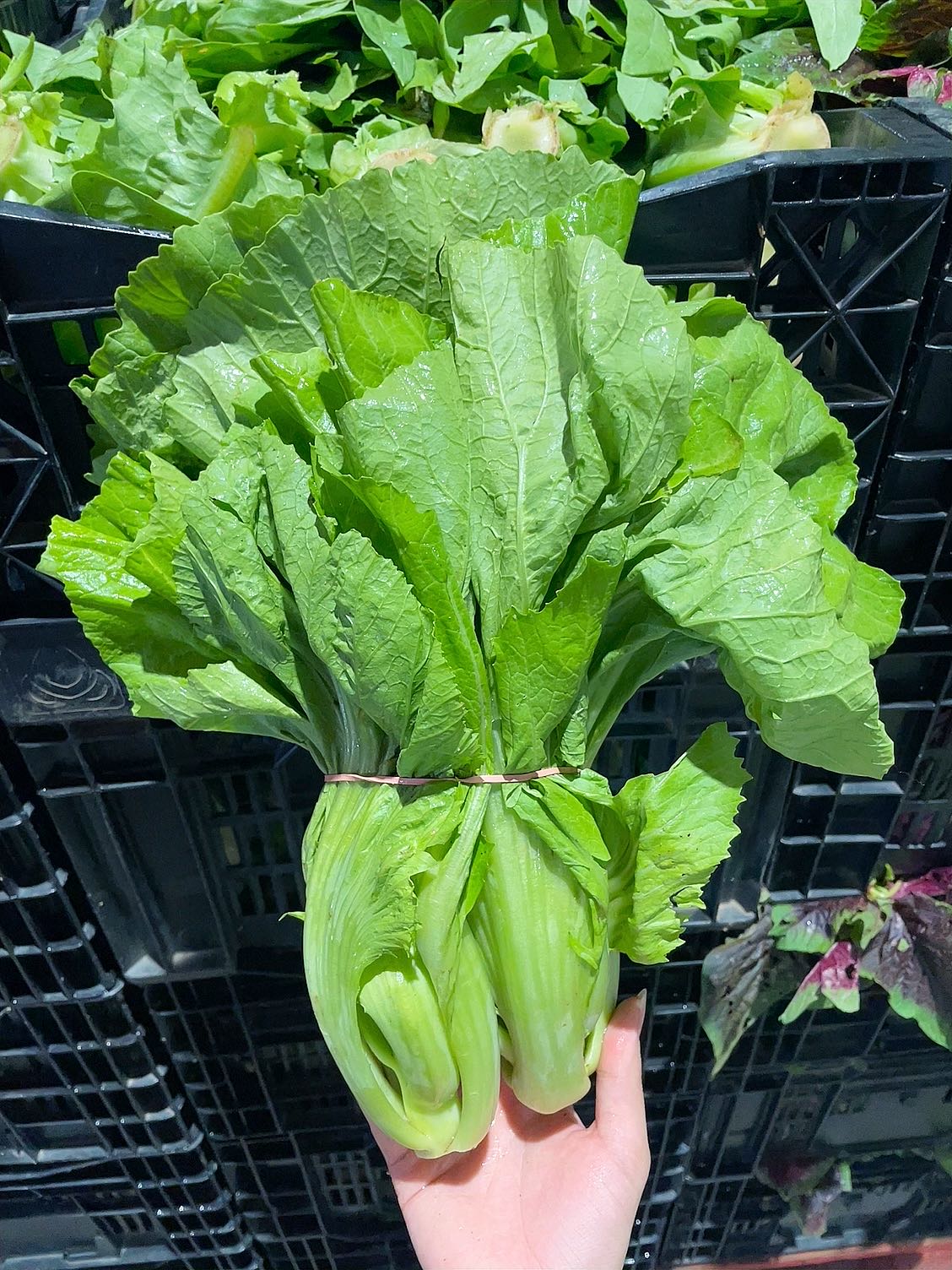 Leaf Mustard Greens - 1 Bundle