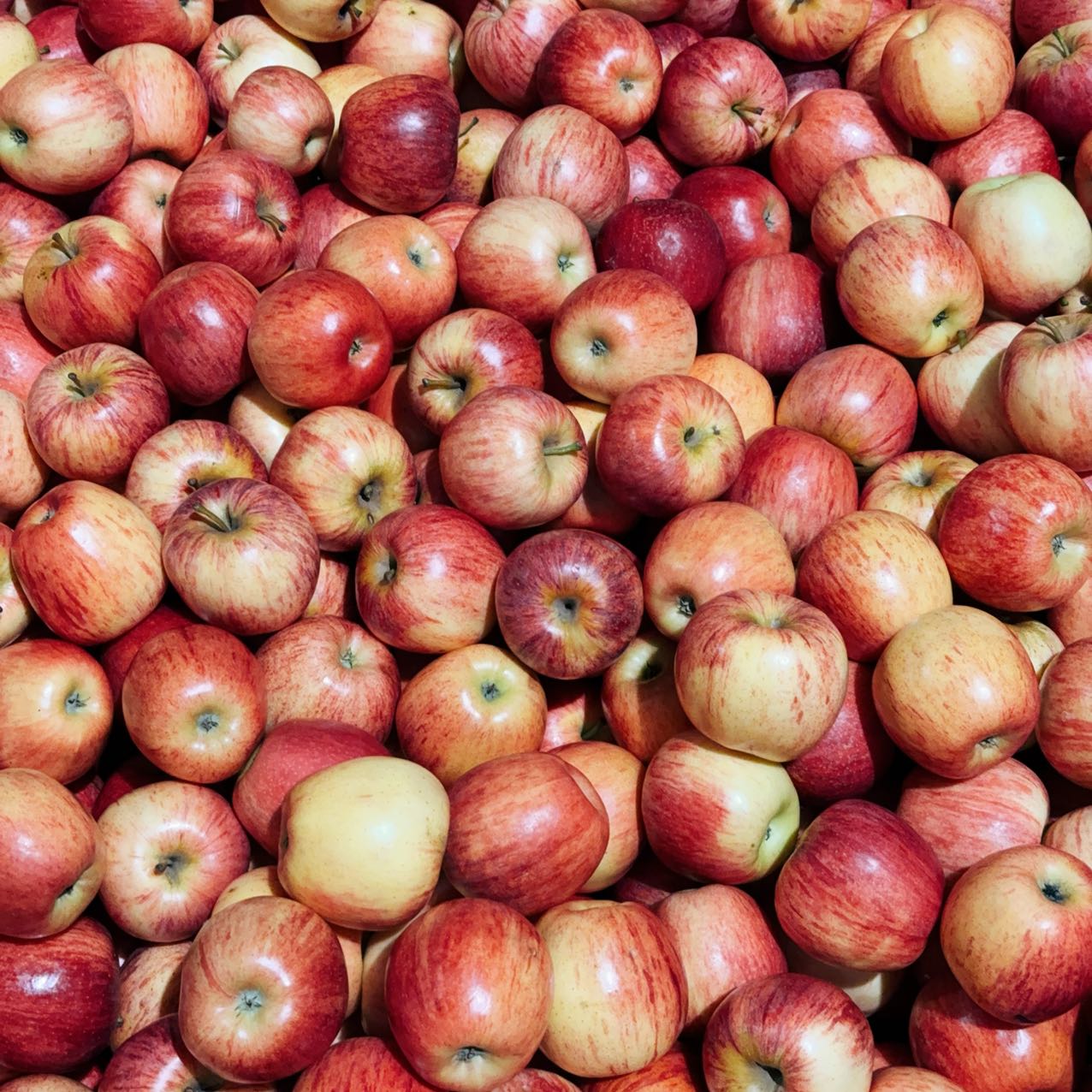 Discount-Gala-Apples---Approx.-1kg-(Bulk-Bin) -1