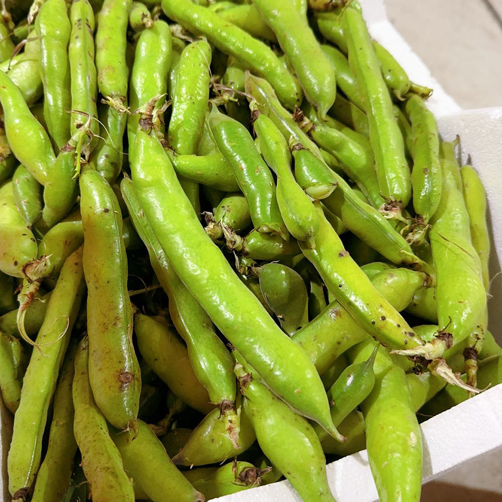 [Fresh]-Broad-Beans-Approximately-500g-1