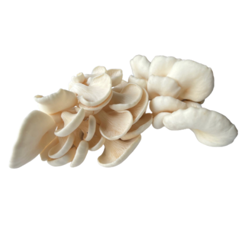 Chois Oyster Mushrooms - 400g