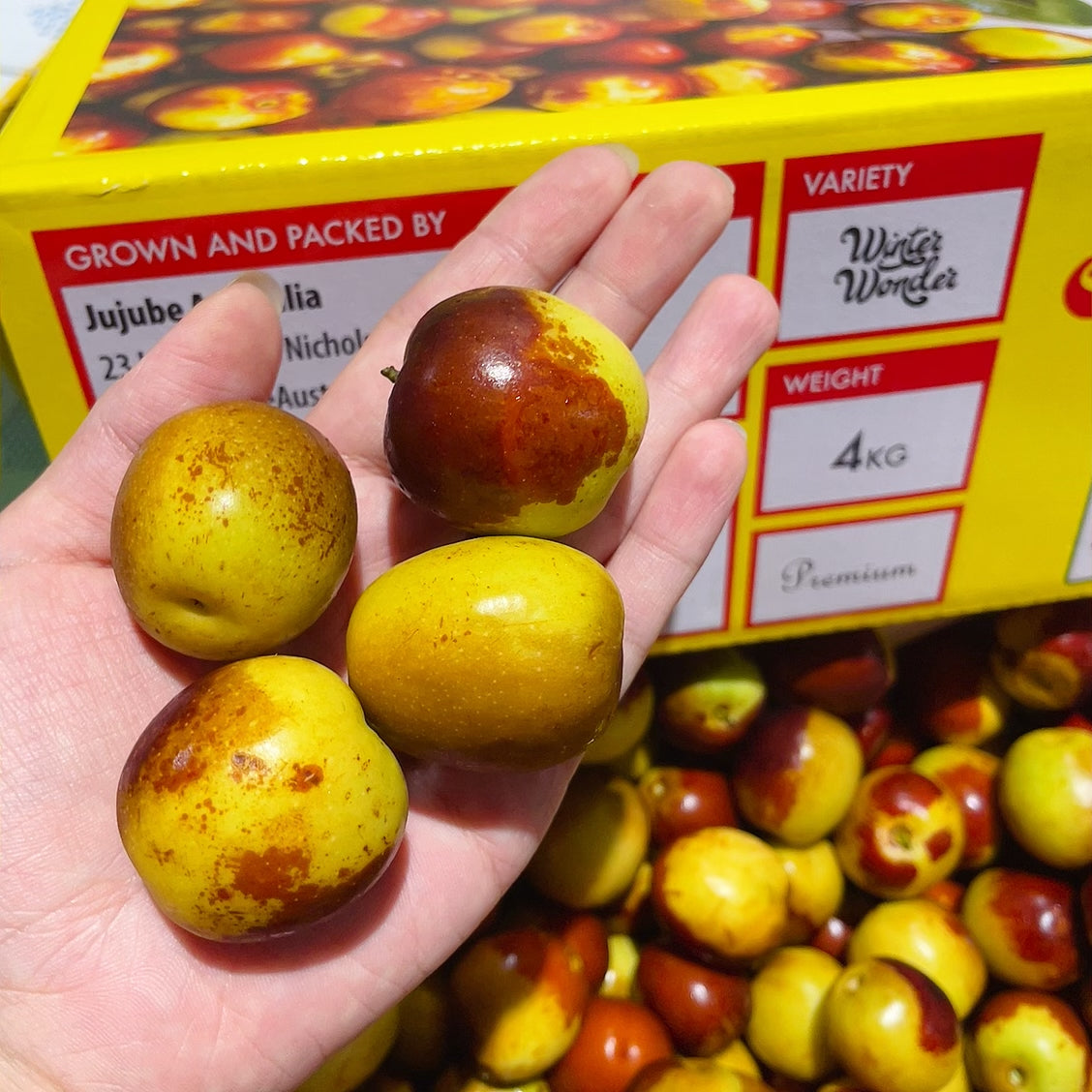 [Fresh]--Super-Sweet-Winter-Wonder-Dates,-Approximately-500g-1