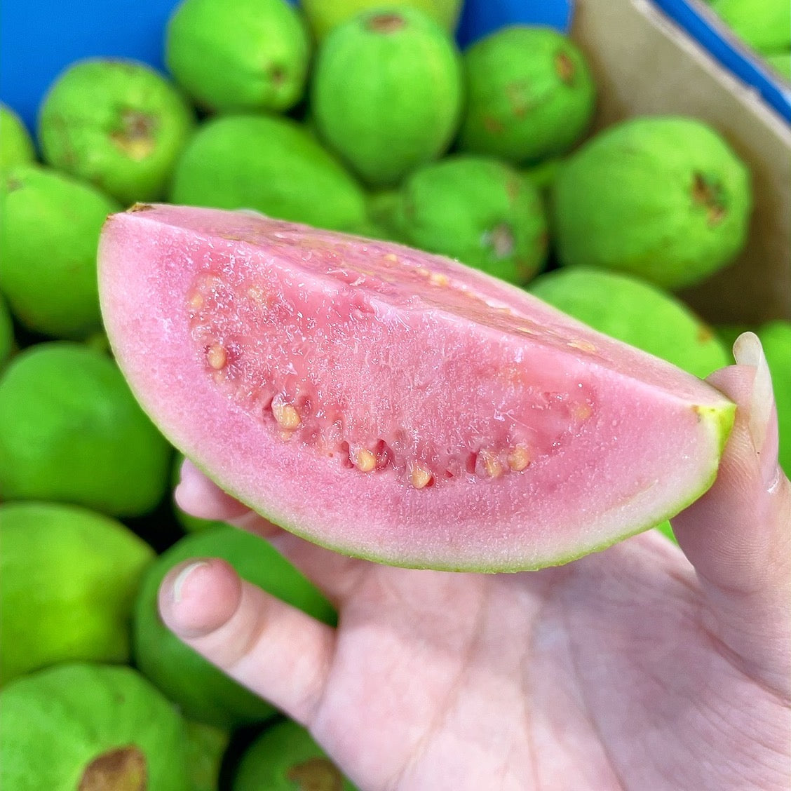 Red-Guava---1kg -1