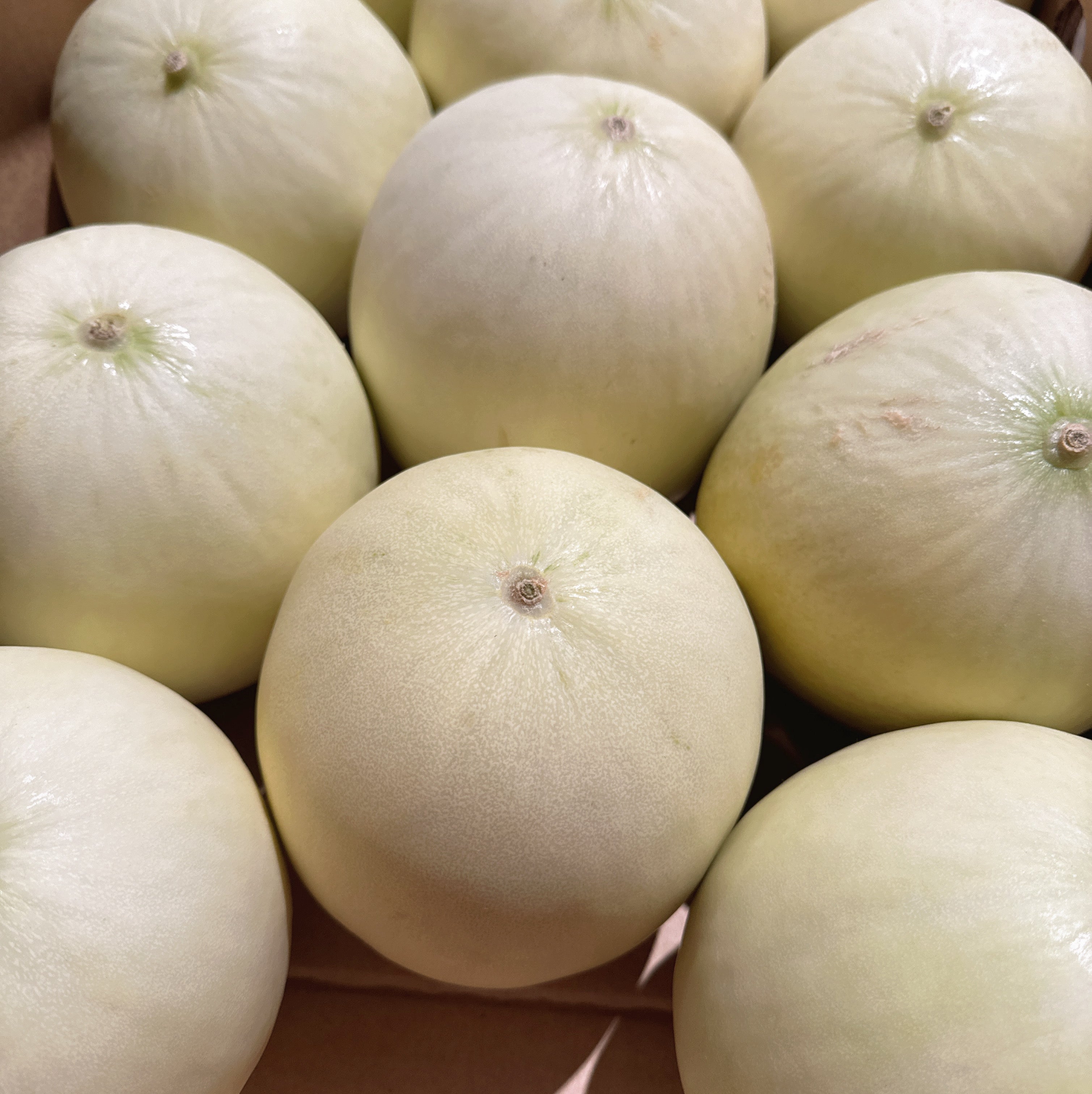 White-Honeydew-Melon---1-Piece,-1.8kg+-1