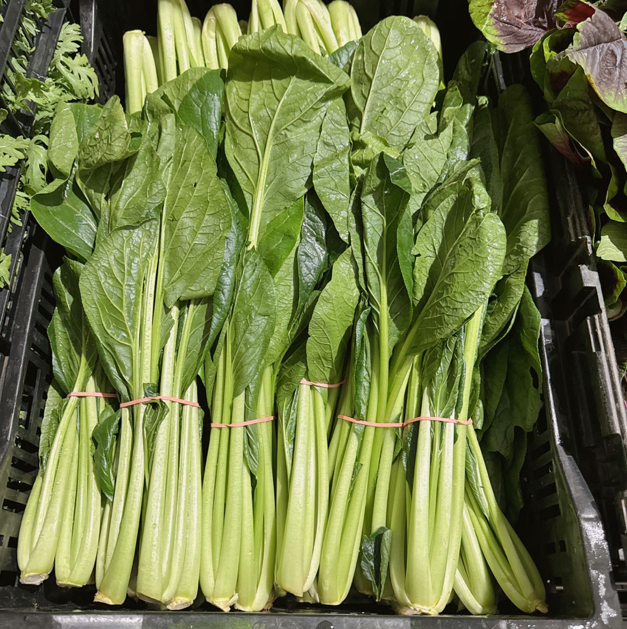 [Fresh]-Large-Bok-Choy-Bundle-1