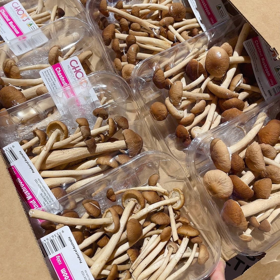 Chois-Chestnut-Mushrooms---1-Box -1