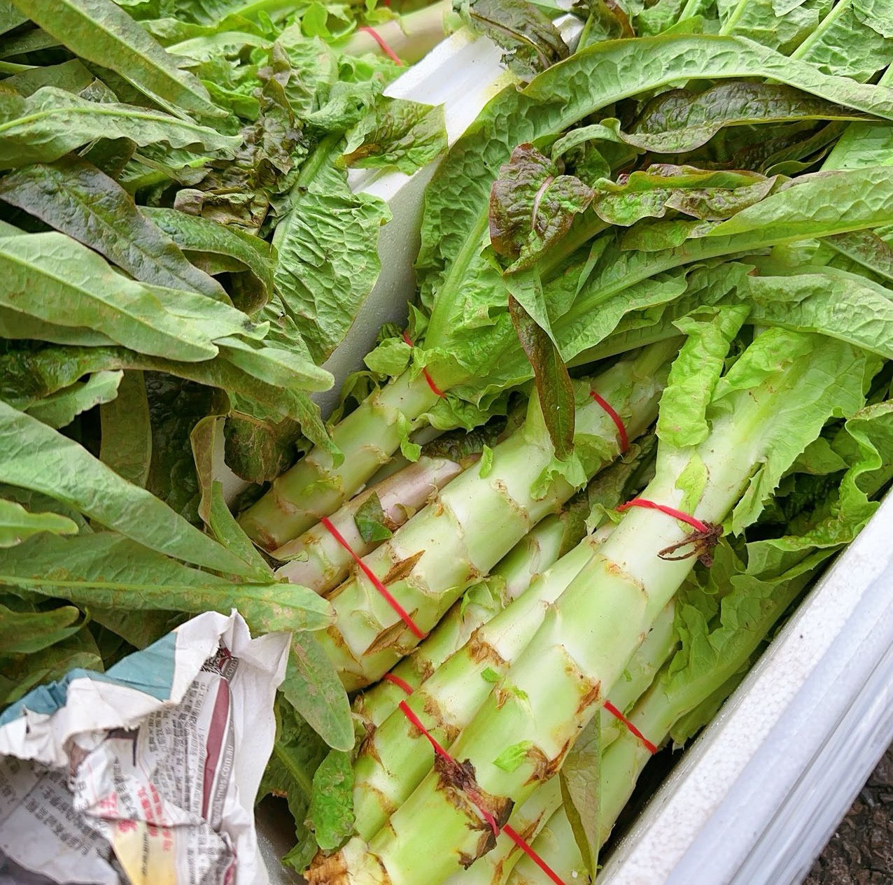 Fresh-Celtuce---2-4-Stalks-1