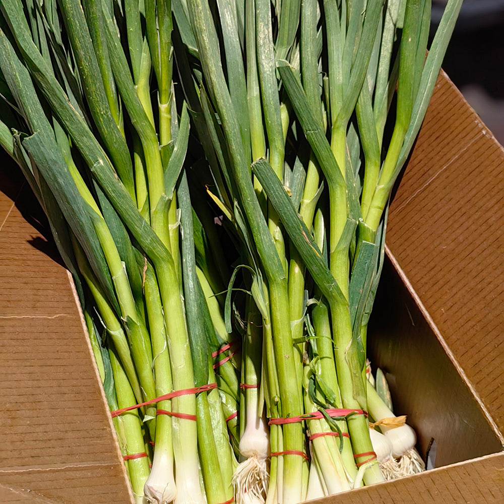 Fresh-Garlic-Leaves-(Green-Garlic)---1-Bundle-1