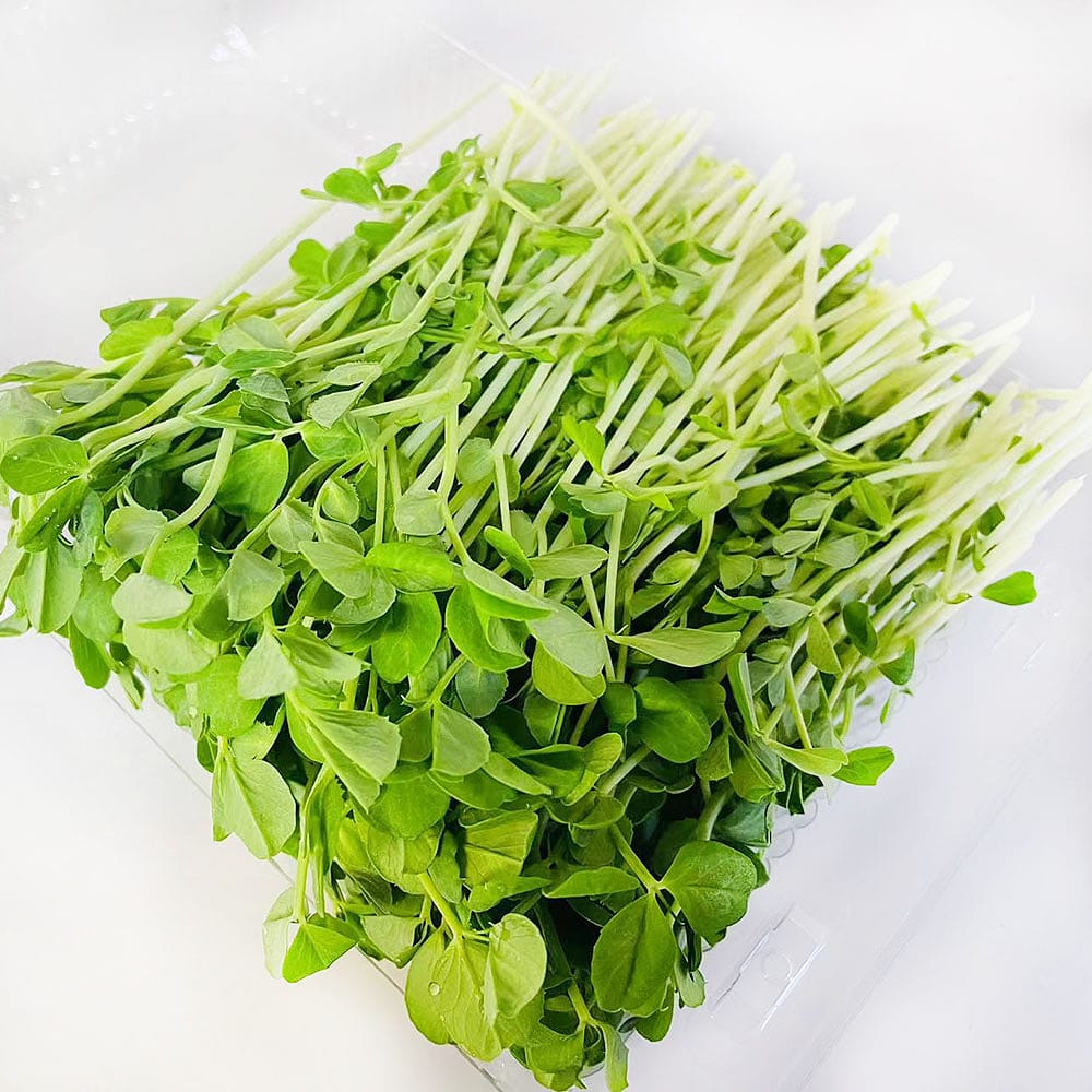 Fresh-Snow-Pea-Sprouts---160g -1