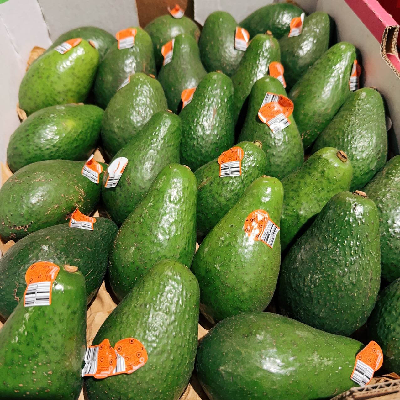 Australian-Local-Avocado---1-Piece -1