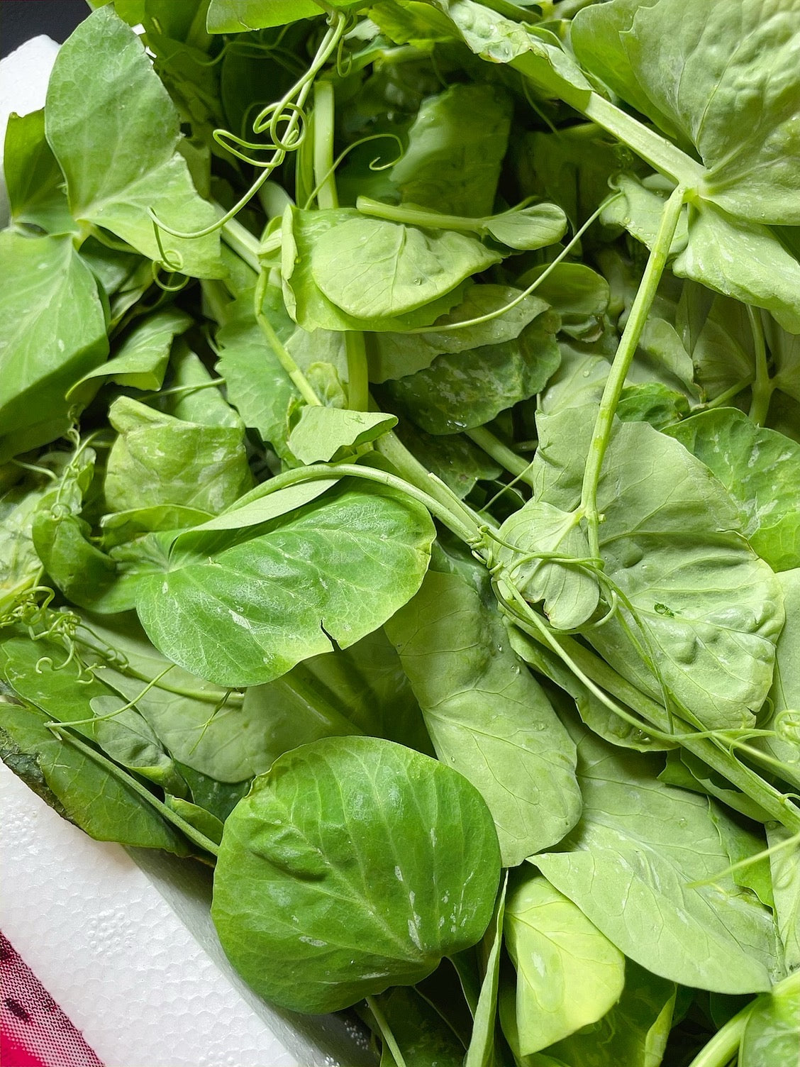 Fresh-Pea-Shoots---500g-1