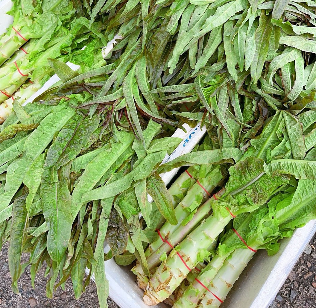 Fresh-Celtuce---2-4-Stalks-1