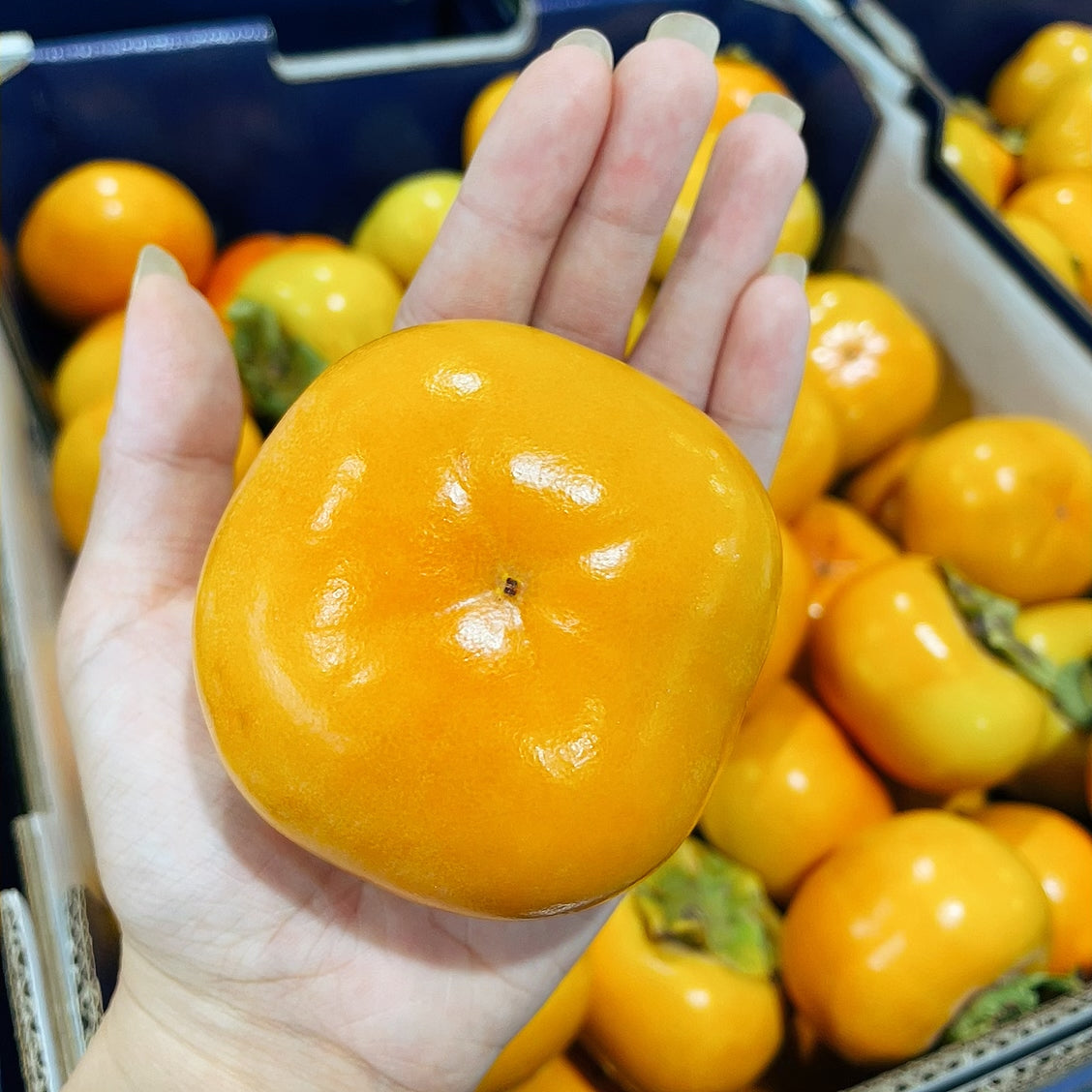 Small-Firm-Persimmons---Approx.-1kg -1