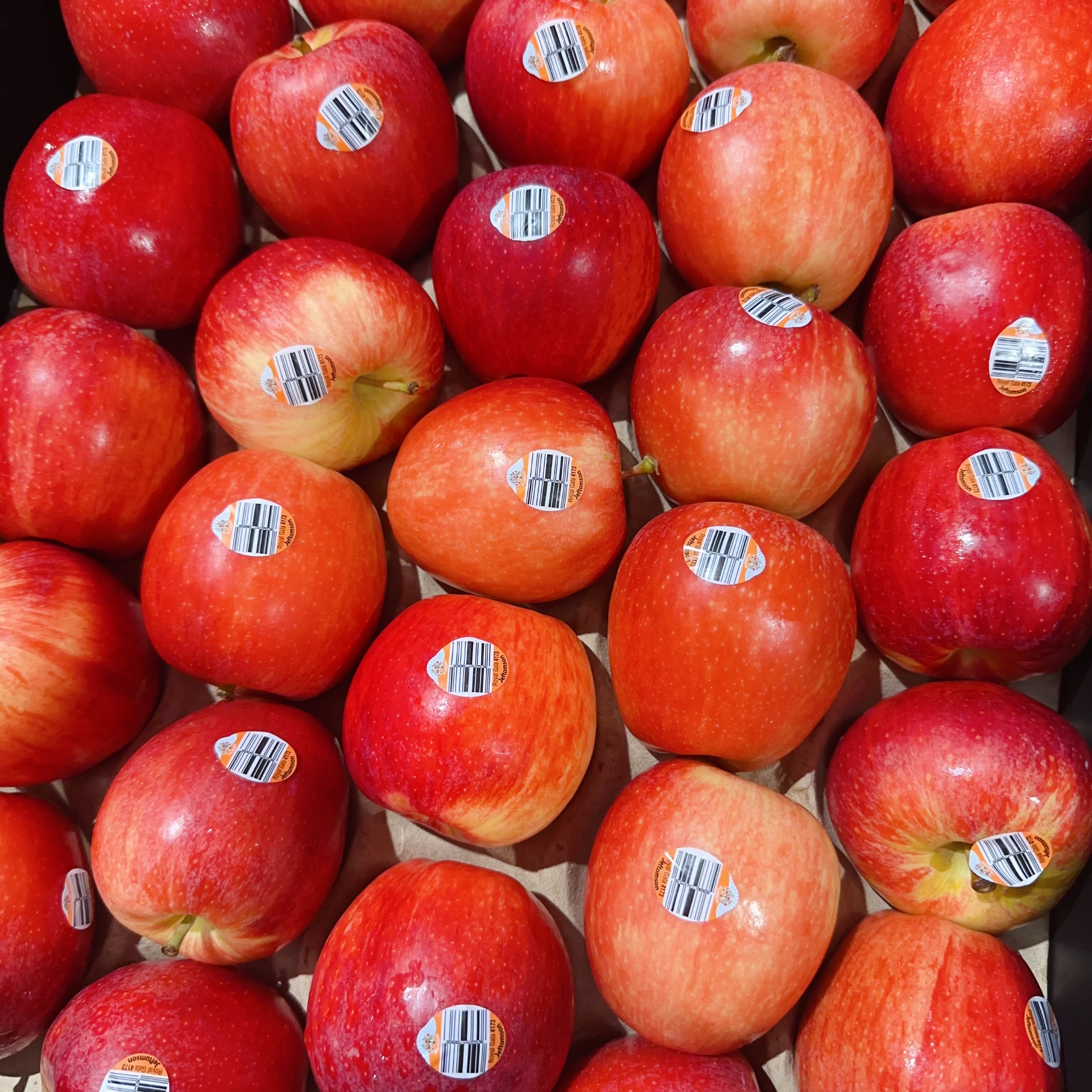 [Fresh]--Royal-Gala-Apples-Approximately-1-1.2kg-1