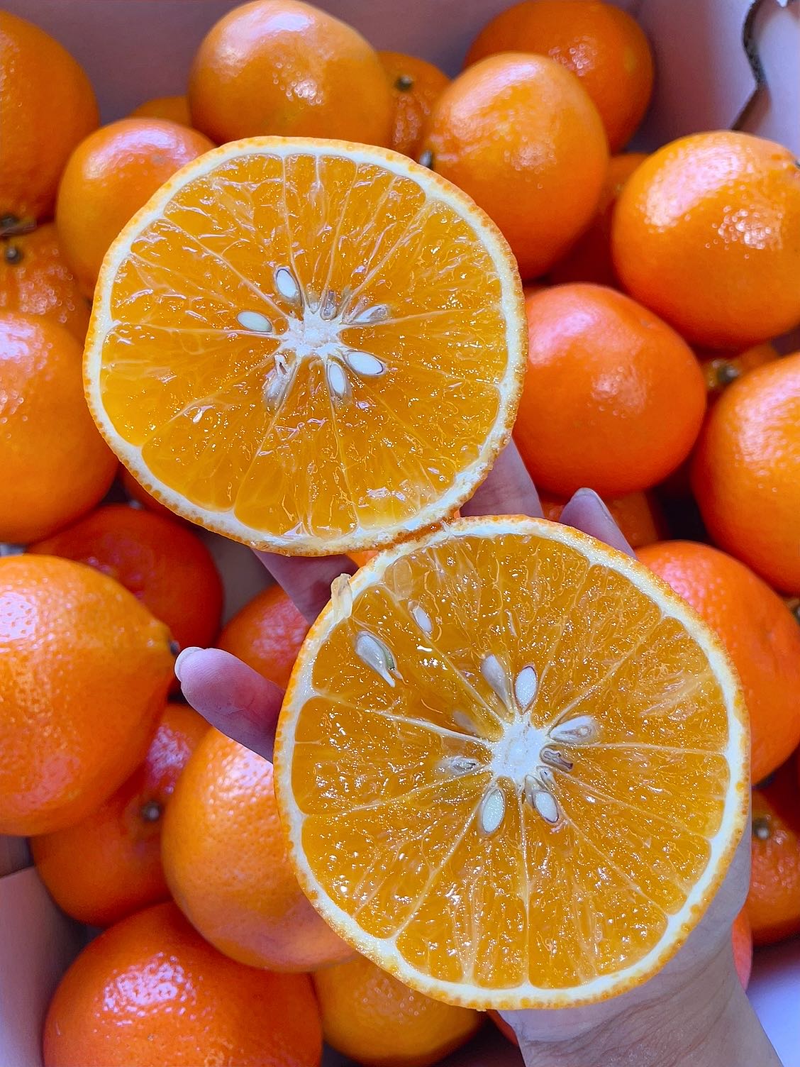 Daisy-Super-Sweet-Australian-Mandarins---1.2kg-1