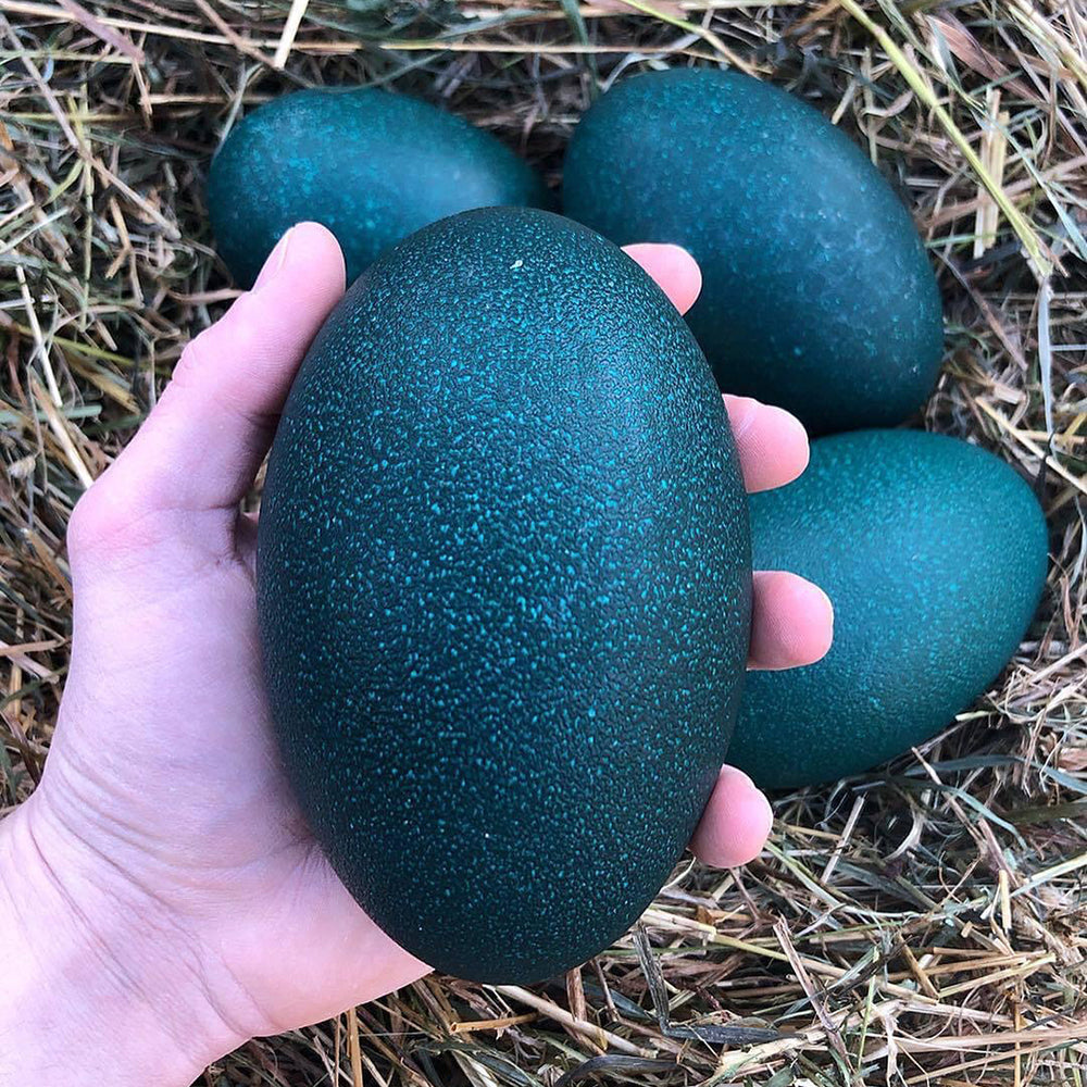 Emu-Egg---1-Piece,-Approx.-490g-1